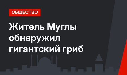 Житель Муглы обнаружил гигантский гриб