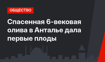 Спасенная 6-вековая олива в Анталье дала первые плоды