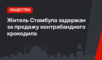 Житель Стамбула задержан за продажу контрабандного крокодила
