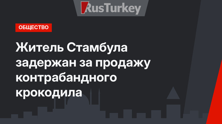 Житель Стамбула задержан за продажу контрабандного крокодила