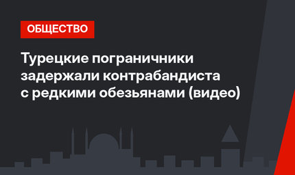 Турецкие пограничники задержали контрабандиста с редкими обезьянами (видео)