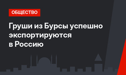 Груши из Бурсы успешно экспортируются в Россию