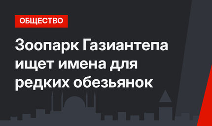 Зоопарк Газиантепа ищет имена для редких обезьянок