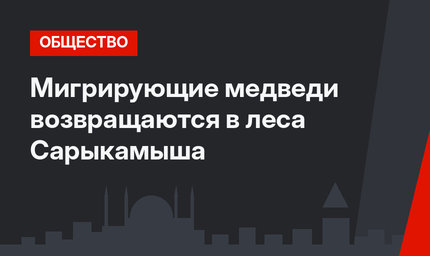 Мигрирующие медведи возвращаются в леса Сарыкамыша
