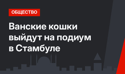 Ванские кошки выйдут на подиум в Стамбуле