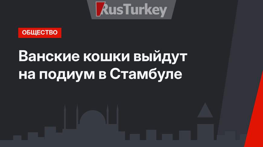 Ванские кошки выйдут на подиум в Стамбуле