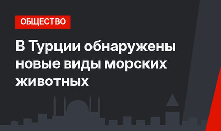 В Турции обнаружены новые виды морских животных