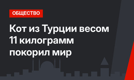 Кот из Турции  весом 11 килограмм покорил мир
