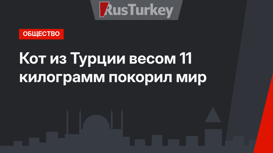Кот из Турции  весом 11 килограмм покорил мир