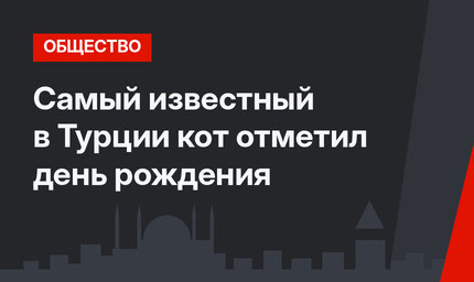 Самый известный в Турции кот отметил день рождения