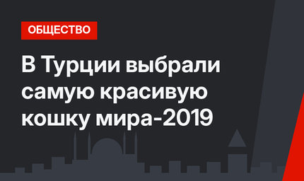 В Турции выбрали самую красивую кошку мира-2019