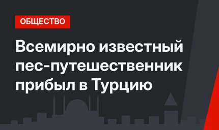 Всемирно известный пес-путешественник прибыл в Турцию