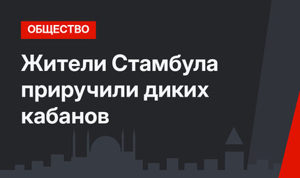 Жители Стамбула приручили диких кабанов