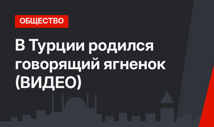 В Турции родился говорящий ягненок (ВИДЕО)