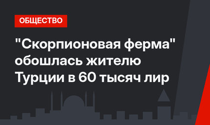 "Скорпионовая ферма" обошлась  жителю Турции в 60 тысяч лир