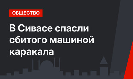 В Сивасе спасли сбитого машиной каракала