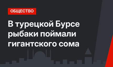 В турецкой Бурсе рыбаки поймали гигантского сома