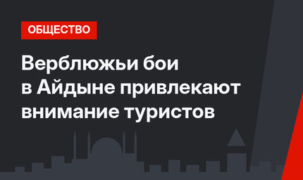 Верблюжьи бои в Айдыне привлекают внимание туристов