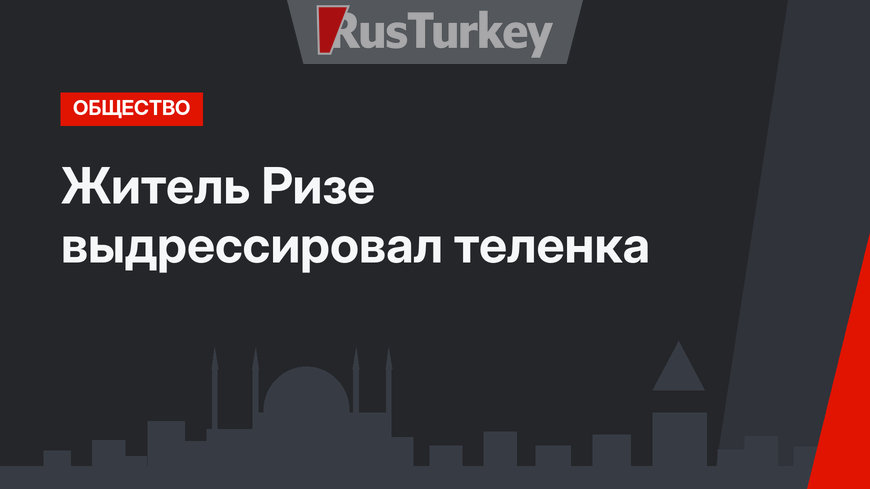 Житель Ризе выдрессировал теленка