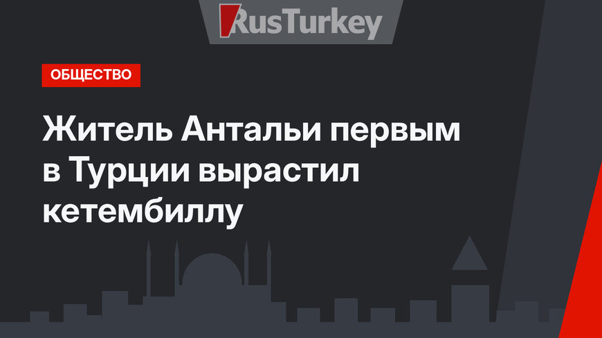 Житель Антальи первым в Турции вырастил кетембиллу