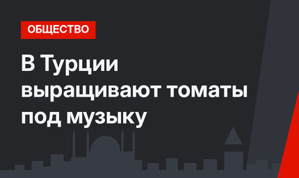 В Турции выращивают томаты под музыку
