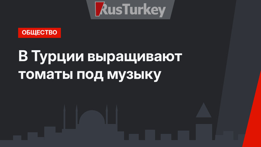 В Турции выращивают томаты под музыку