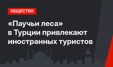 «Паучьи леса» в Турции привлекают иностранных туристов