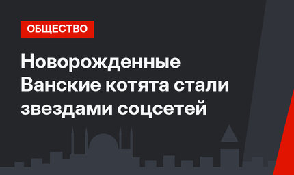 Новорожденные Ванские котята стали звездами соцсетей