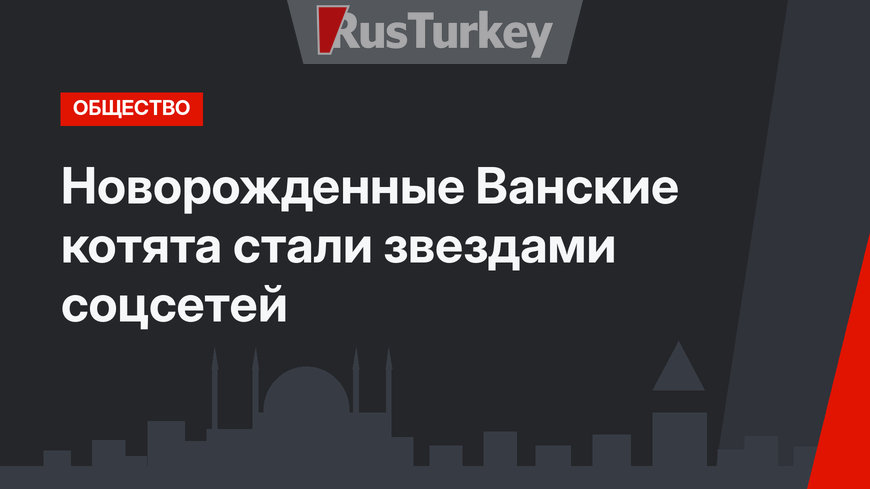 Новорожденные Ванские котята стали звездами соцсетей