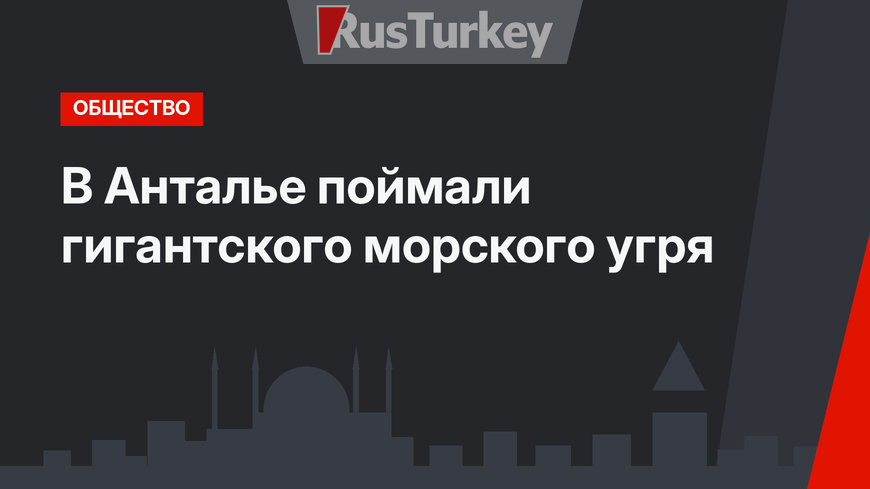 В Анталье поймали гигантского морского угря