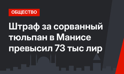 Штраф за сорванный тюльпан в Манисе превысил 73 тыс лир