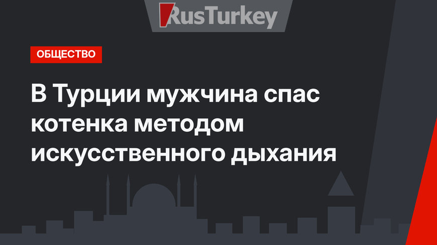 В Турции мужчина спас котенка методом искусственного дыхания