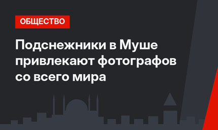 Подснежники в Муше привлекают фотографов со всего мира