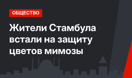 Жители Стамбула встали на защиту цветов мимозы