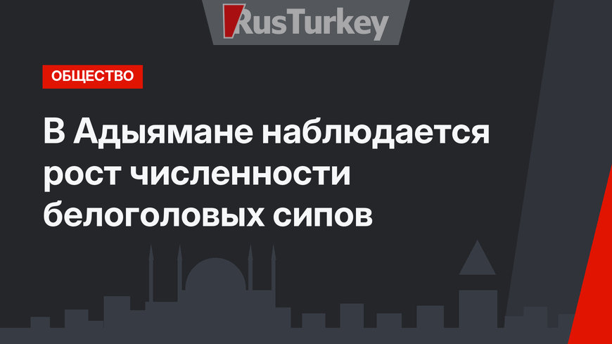 В Адыямане наблюдается рост численности белоголовых сипов