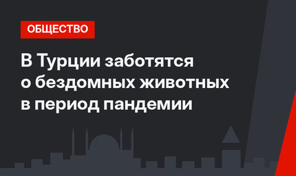 В Турции заботятся о бездомных животных в период пандемии
