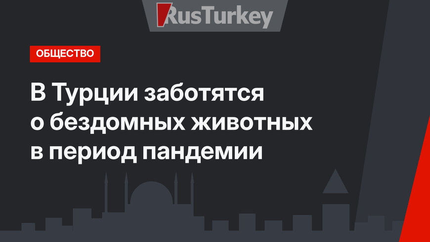 В Турции заботятся о бездомных животных в период пандемии