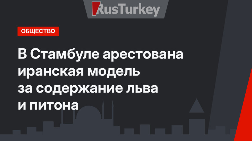 В Стамбуле арестована иранская модель за содержание льва и питона