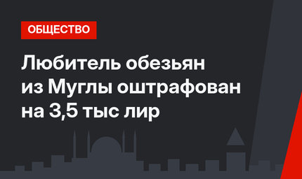 Любитель обезьян из Муглы оштрафован на 3,5 тыс лир