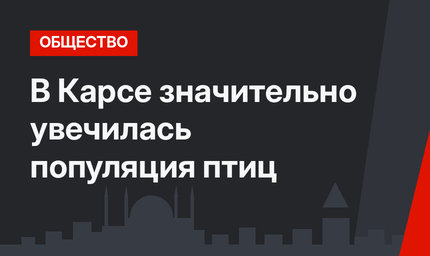 В Карсе значительно увечилась популяция птиц