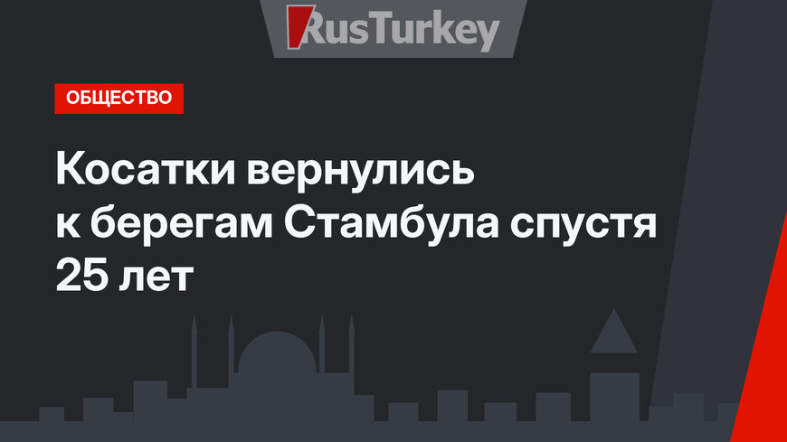 Косатки вернулись к берегам Стамбула спустя 25 лет