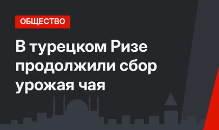 В турецком Ризе продолжили сбор урожая чая