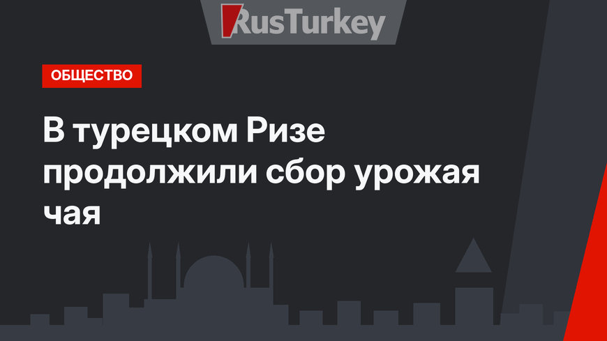 В турецком Ризе продолжили сбор урожая чая