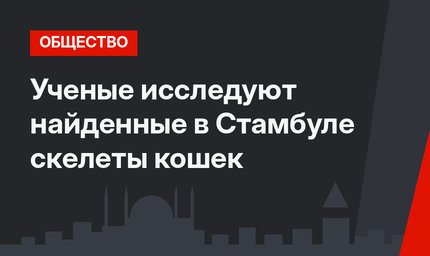 Ученые исследуют найденные в Стамбуле скелеты кошек