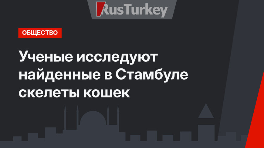 Ученые исследуют найденные в Стамбуле скелеты кошек
