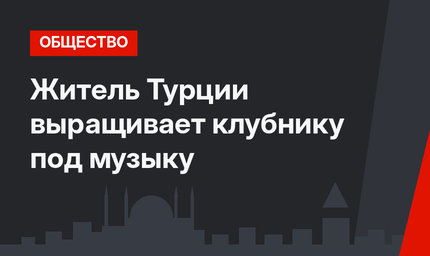 Житель Турции выращивает клубнику под музыку