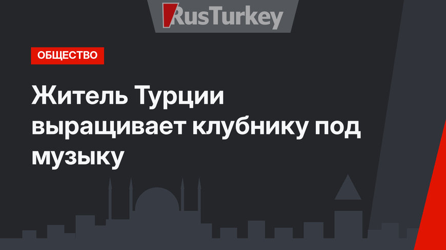 Житель Турции выращивает клубнику под музыку