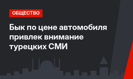 Бык по цене автомобиля привлек внимание турецких СМИ