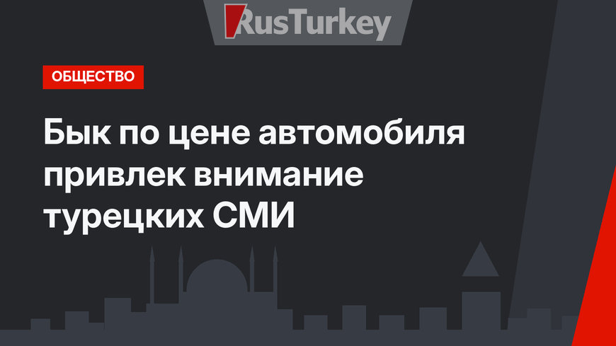 Бык по цене автомобиля привлек внимание турецких СМИ