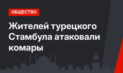 Жителей турецкого Стамбула атаковали комары